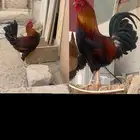 دجاج بلدي ترثه