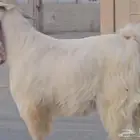 فحل عارضي منتج مطور ابيض كريمي ابرص