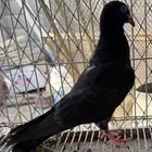 طبه زاجل