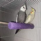 زوج كروان منتج