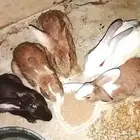 أرانب سلالة ممتازة جاهزة للإنجاب