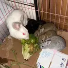 ارانب للبيع