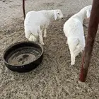 طليان للبيع