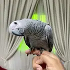 فرخ كاسيكو بالقفص