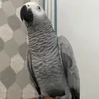 ببغاء كاسكو