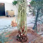 نخل مثمر خلاص نبوت سيف منيفي صقعي هلالي ونوايع اخرا