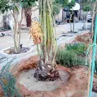 نخل مثمر للبيع