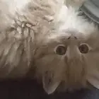 سلام عليكم بيع قطه 500