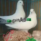 حمام باكستاني وحشي