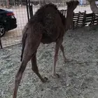 قعود