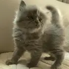 كتتن شيرازيه للبيع