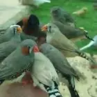للبيع محميه طيور انشاء تصميم حظيره