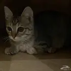 قطط صغيره للتبني