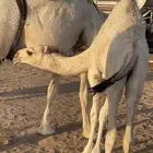 قعود طايش سمين للبيع