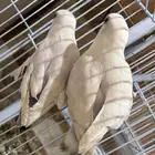 روز تم البيع
