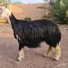 شاة نجدية صنف
