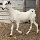 ماعز بيشي للبيع