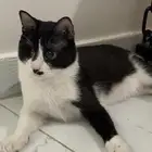 Cat for adoption