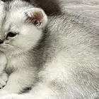 قطط للبيع