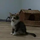 قطط تبني