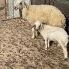 نعجه معها رخل