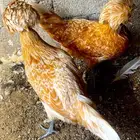 دجاج بولش منتج