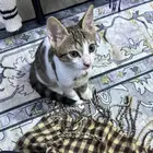 قط عمره 3أشهر للتبني العاجل بسكاكا