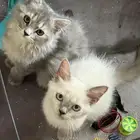 قطط للتبني