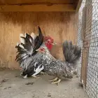 دجاج قزم جبنيز الحد 150