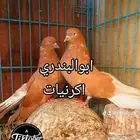 حمام اوكراني اسكاكتر