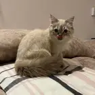 قطين ذكور - تم تبنيهم