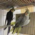 للبيع ازواج كروان منتجه