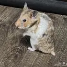 هامستر سوري للبيع