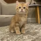 قطوه سكوتش ستريت