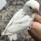 فرخ روز البينو