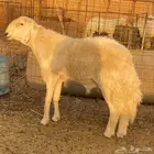 فحل حري صنف نادر مشروط من حلال ابن عيضه الوذيناني