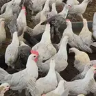 دجاج وديوك فيومي المونيوم بشاير