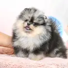 جراء بومرينين الوان مميزة