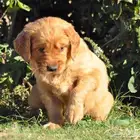Golden retriever puppy