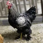 ديك براهمه