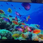 شاشة 50 بوصة - تلفيزيون