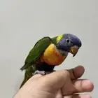 لوري ريمبو