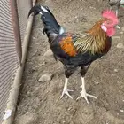 ديك بلدي العدد اثنين