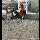 سلام دجاج عربي ديك مكنتوش دجاجه ذهبيه عربي اصيل و دجاجه شوك