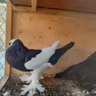 حمام نفاخ مسوبع