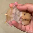 هامسترات كيوت للبيع