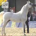 حصان واهو اشعل للبيع