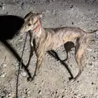 سلقه مخلوطه نمرية