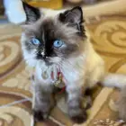 قطة هملايا للتبني