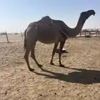 للبيع عشراء صفراء تحتها بكرة
